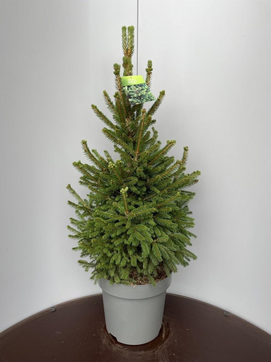 Picea abies 'Will's Zwerg' C15 90/120