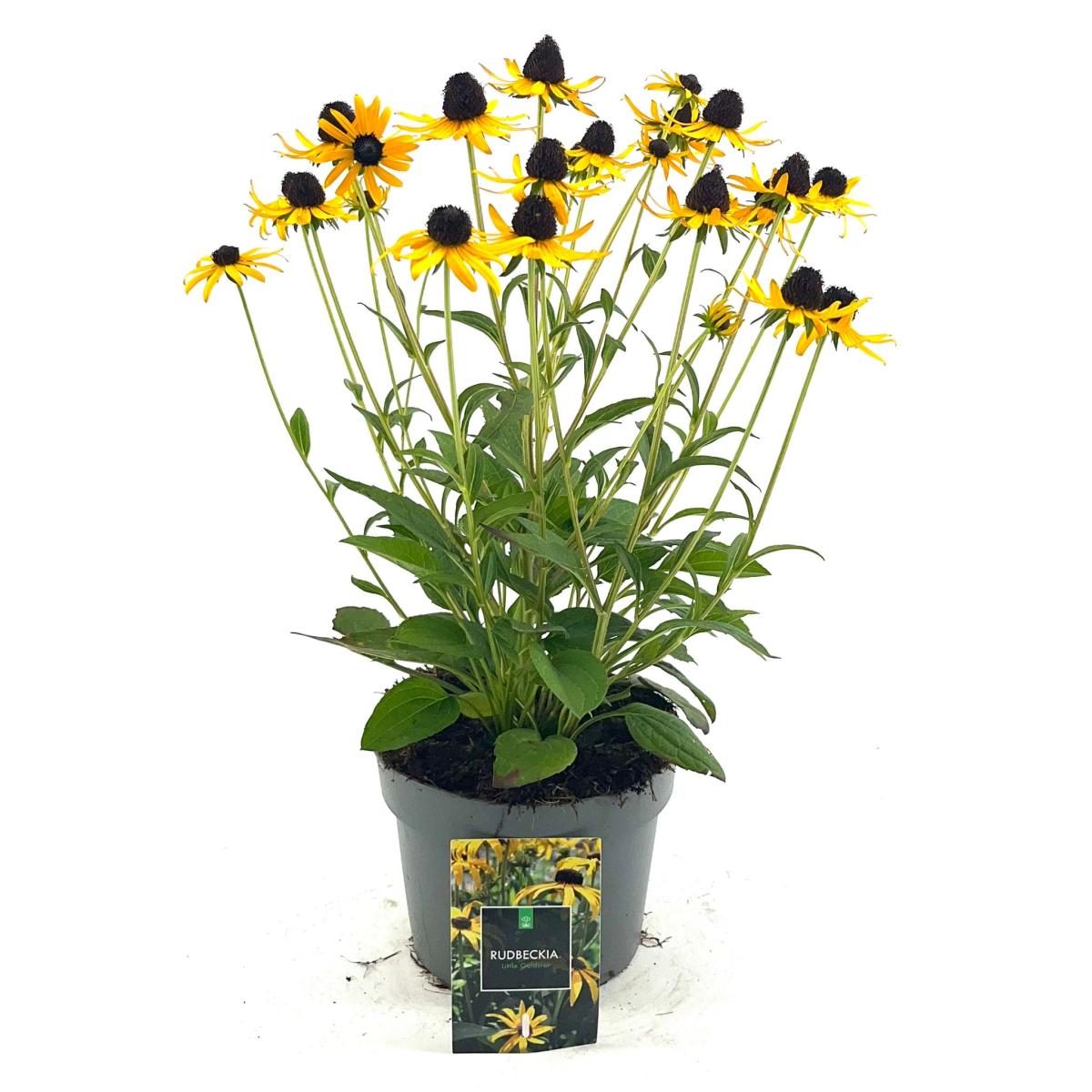 Rudbeckia fulgida 'Little Goldstar®' C2