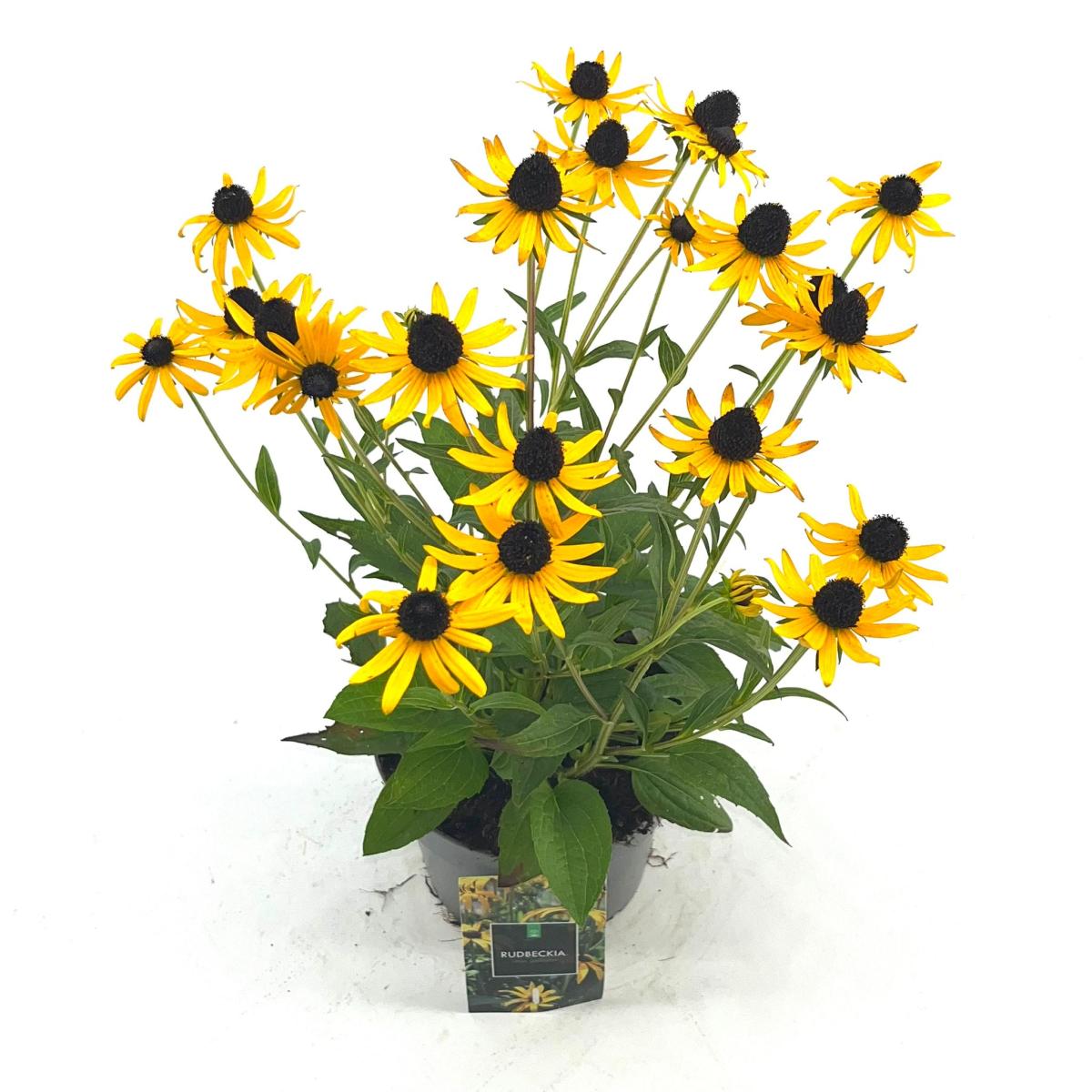 Rudbeckia fulgida 'Little Goldstar®' C2