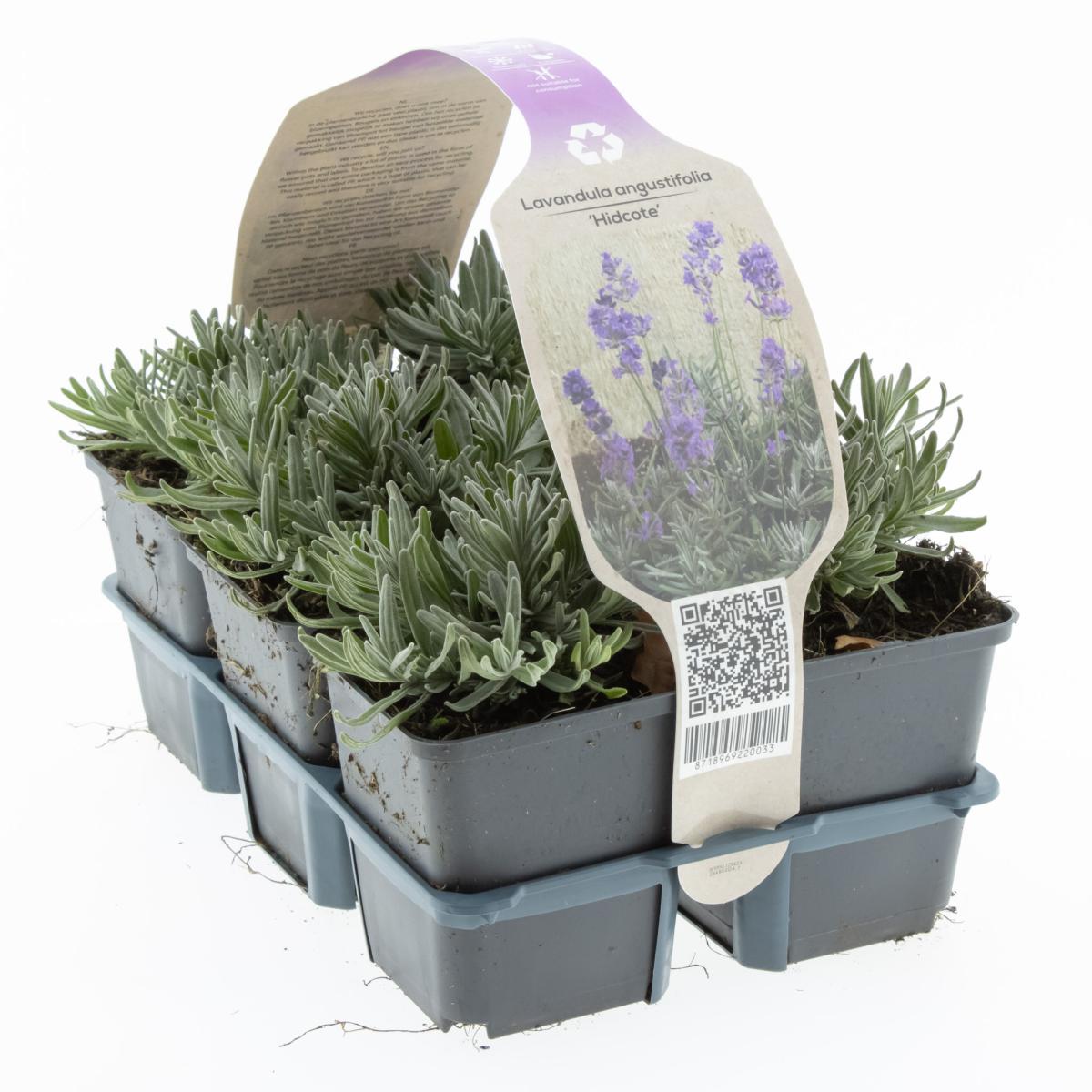 Lavandula ang. 'Hidcote Blue' (blau) 6-Pack