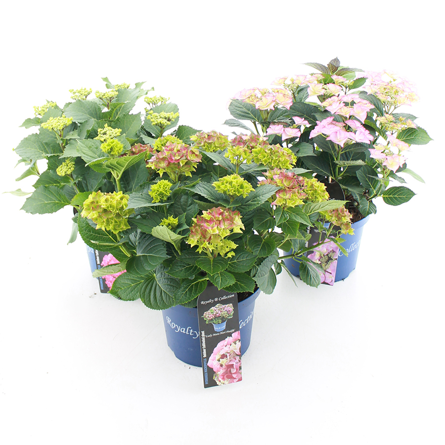Hydrangea Royalty Collection® Mix C5 30+